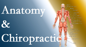 Layden Chiropractic proudly delivers chiropractic care based on knowledge of anatomy to diagnose and treat spine related pain.