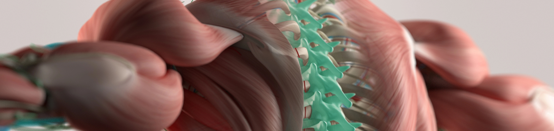 Plainville thoracic spine