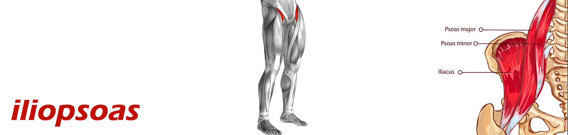Plainville Back Pain and Iliopsoas Muscle Link