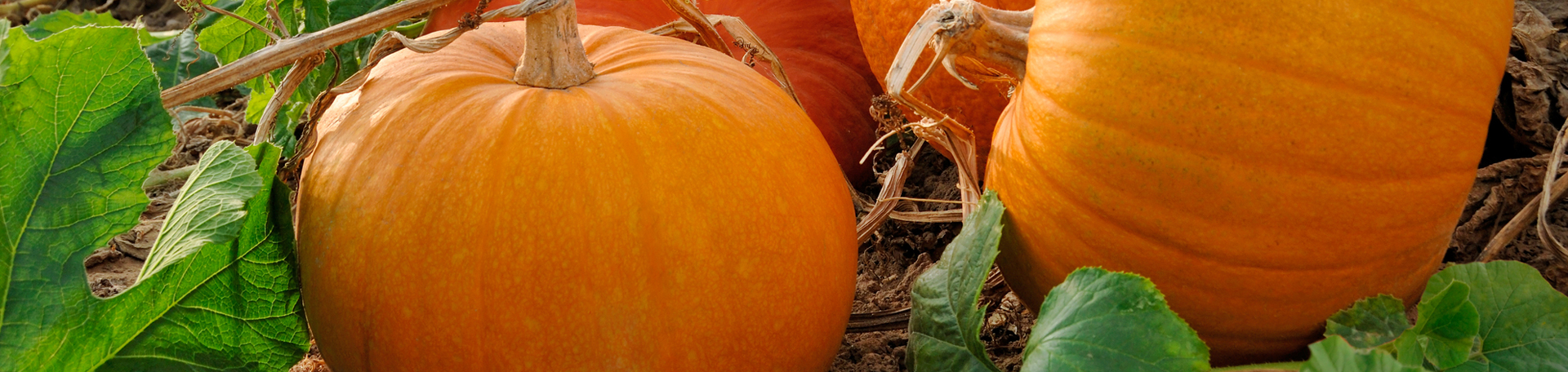 Plainville Pumpkin Leaves’ help for degenerated discs