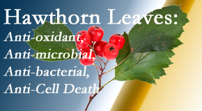 Layden Chiropractic presents new research regarding the flavonoids of the hawthorn tree leaves’ extract that are antioxidant, antibacterial, antimicrobial and anti-cell death. 
