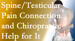 Layden Chiropractic shares recent research on the connection of testicular pain to the spine and how chiropractic care helps its relief.