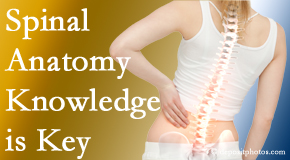 Layden Chiropractic understands spinal anatomy well – a benefit to everyday chiropractic practice!