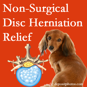 Often, the Plainville disc herniation treatment at Layden Chiropractic effectively reduces back pain for those with disc herniation. (Veterinarians treat dachshunds’ discs conservatively, too!) 
