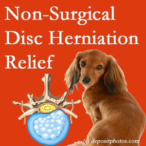 Often, the Plainville disc herniation treatment at Layden Chiropractic effectively reduces back pain for those with disc herniation. (Veterinarians treat dachshunds’ discs conservatively, too!)