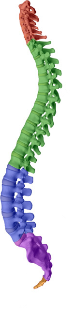 Layden Chiropractic aims to help maintain or attain a healthy spine with healthy discs with Plainville chiropractic care.